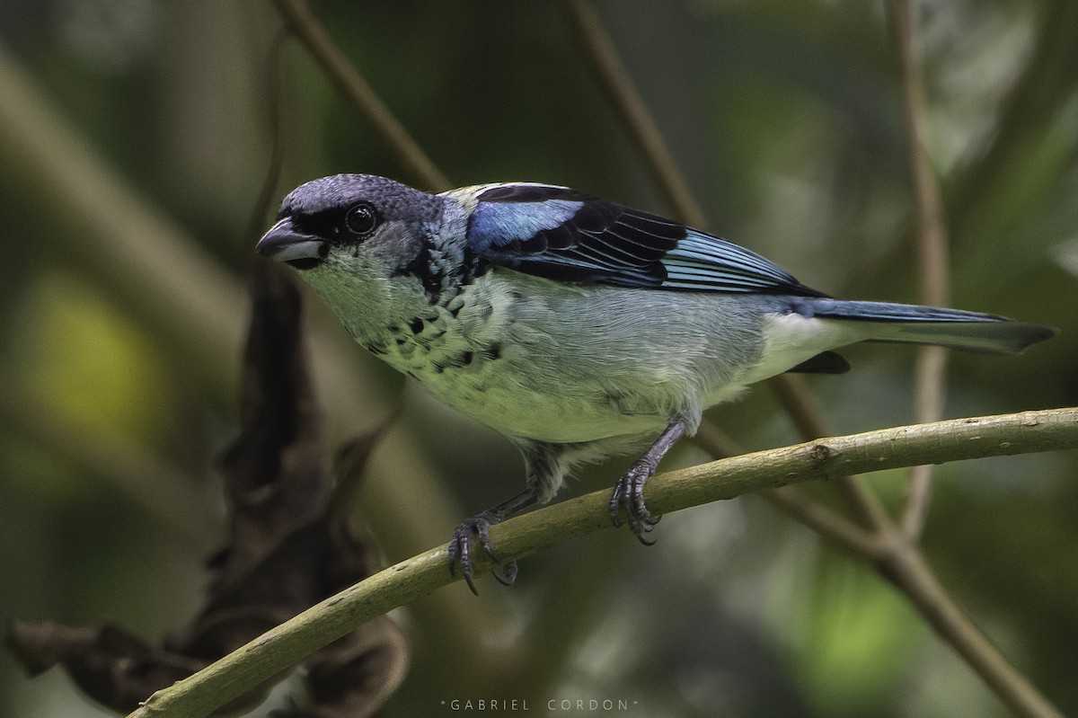 Azure-rumped Tanager - ML565819611
