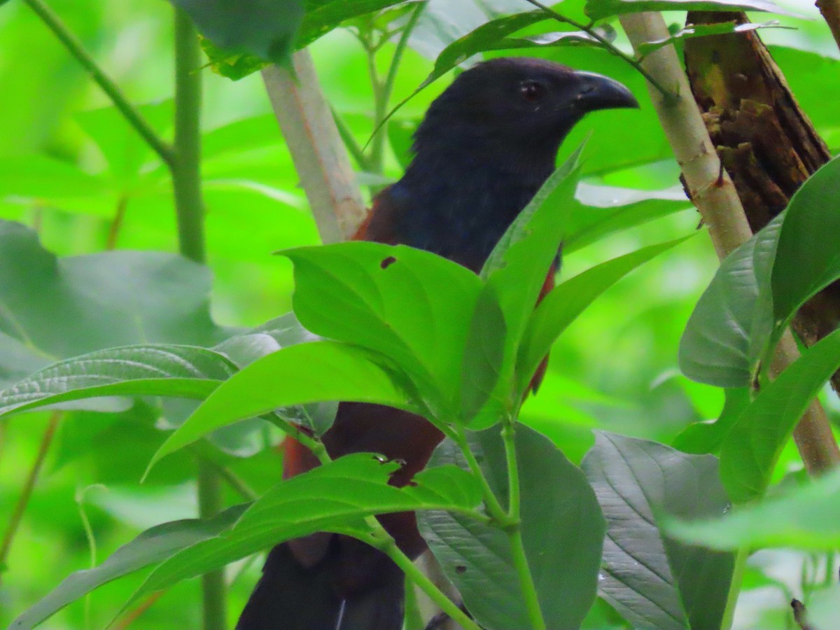 Philippine Coucal - Andrew Collins