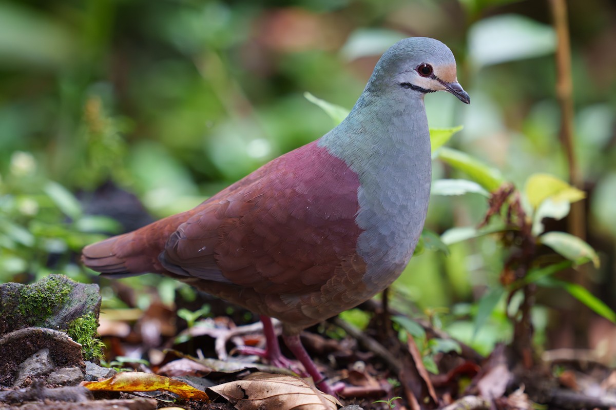 Buff-fronted Quail-Dove - Austin Groff