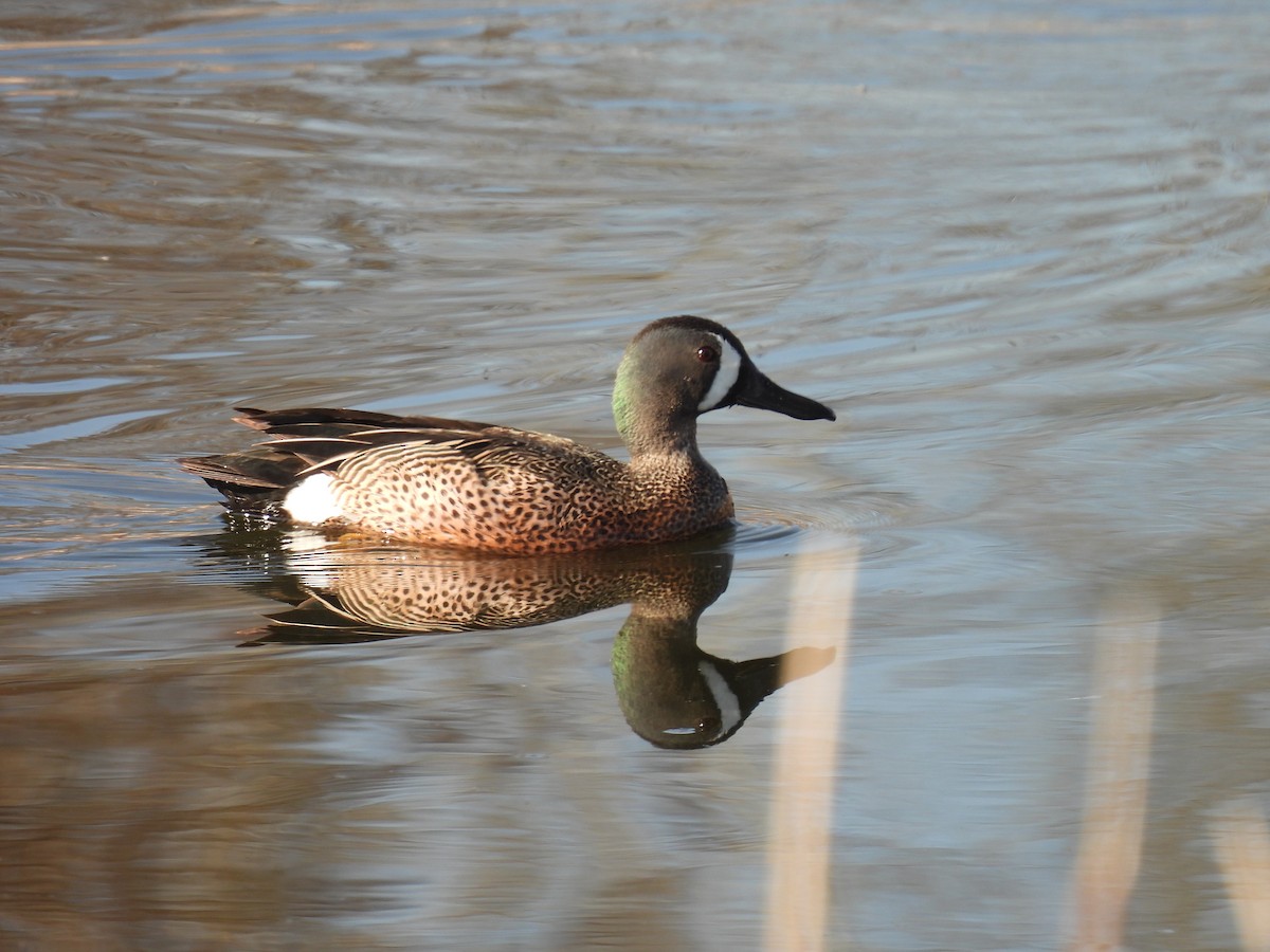 Blue-winged Teal - ML565822321