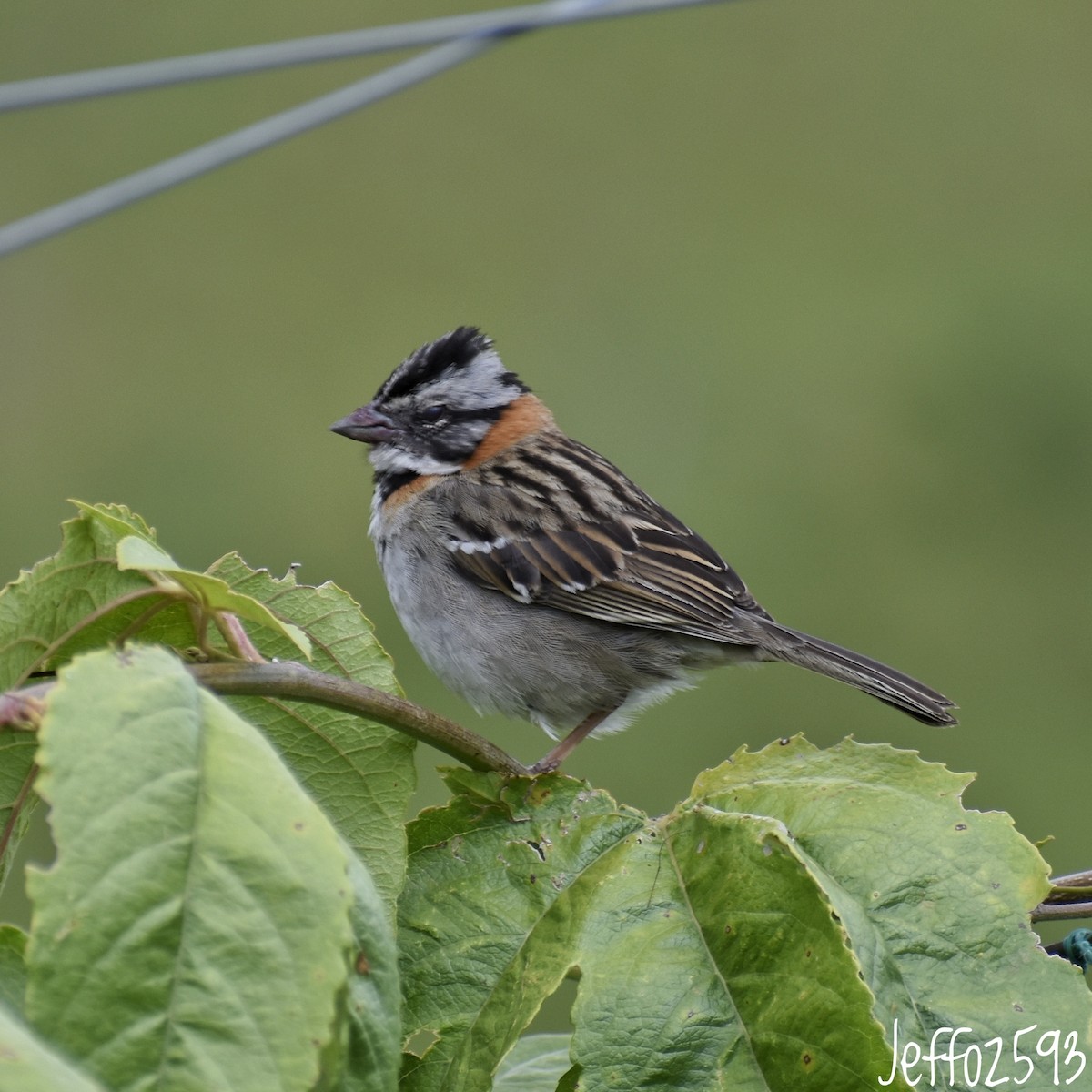Rufous-collared Sparrow (Rufous-collared) - ML565830011