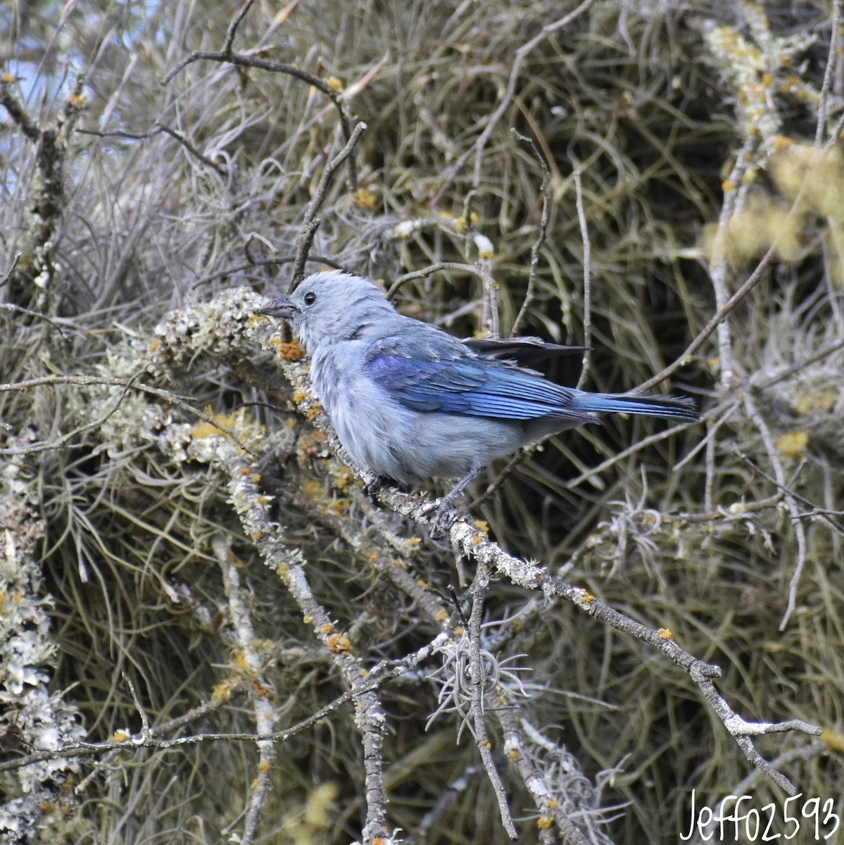 Blue-gray Tanager (Blue-gray) - ML565830061