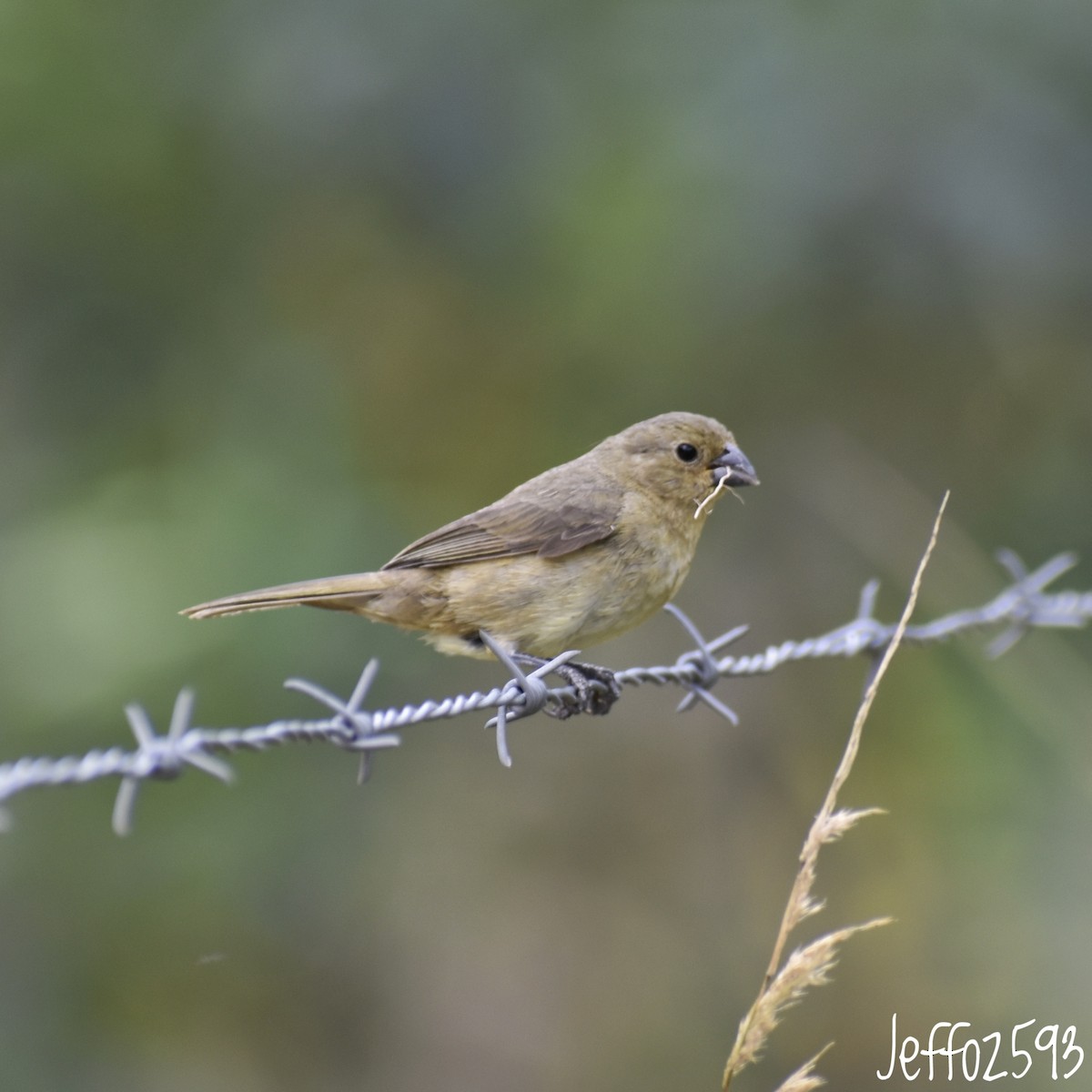 Yellow-bellied Seedeater - ML565830191
