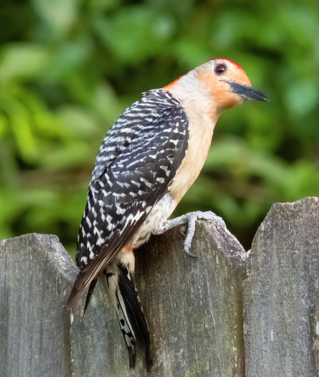 Red-bellied Woodpecker - Barbara Riley