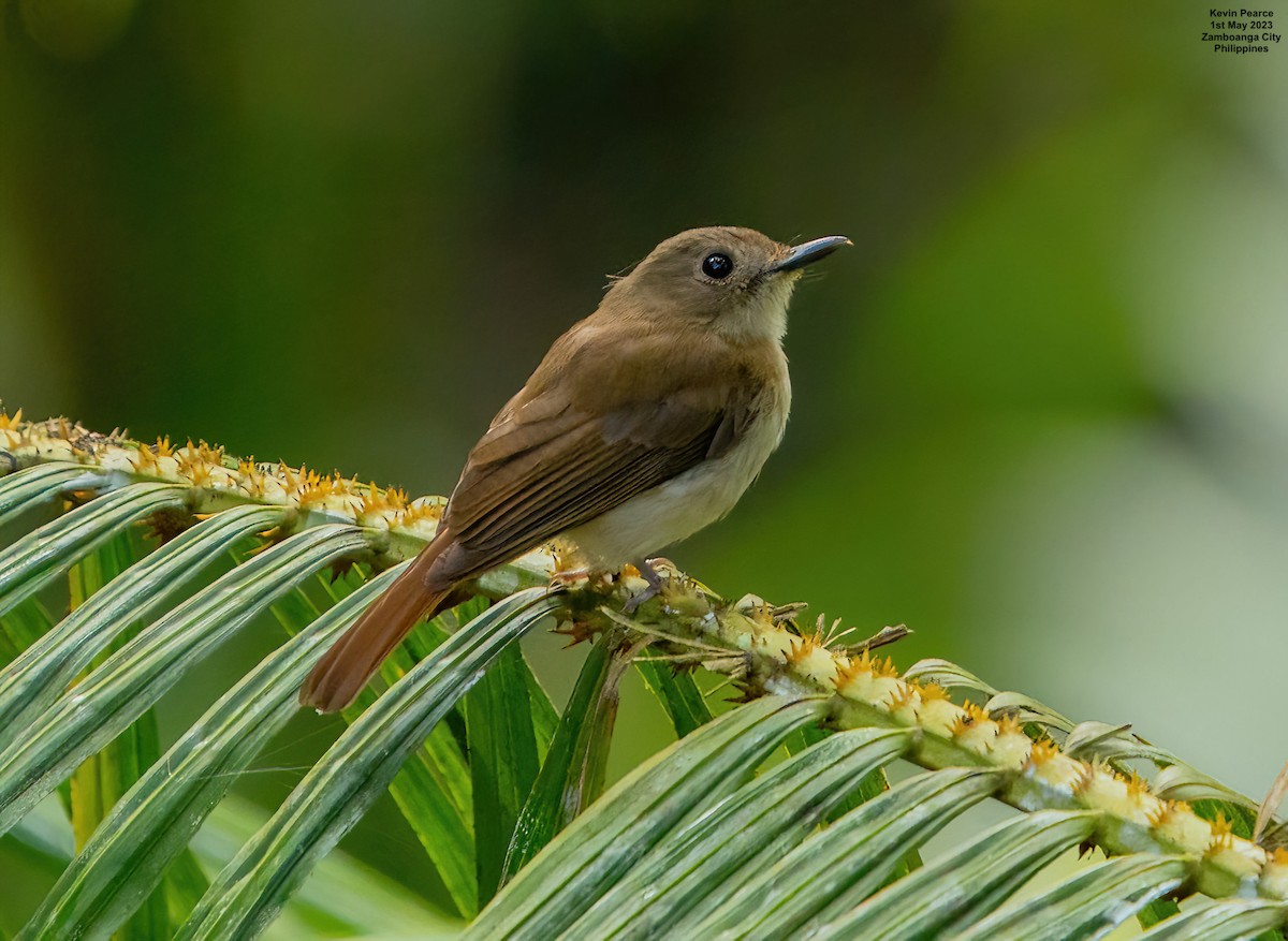 Chestnut-tailed Jungle Flycatcher - Kevin Pearce