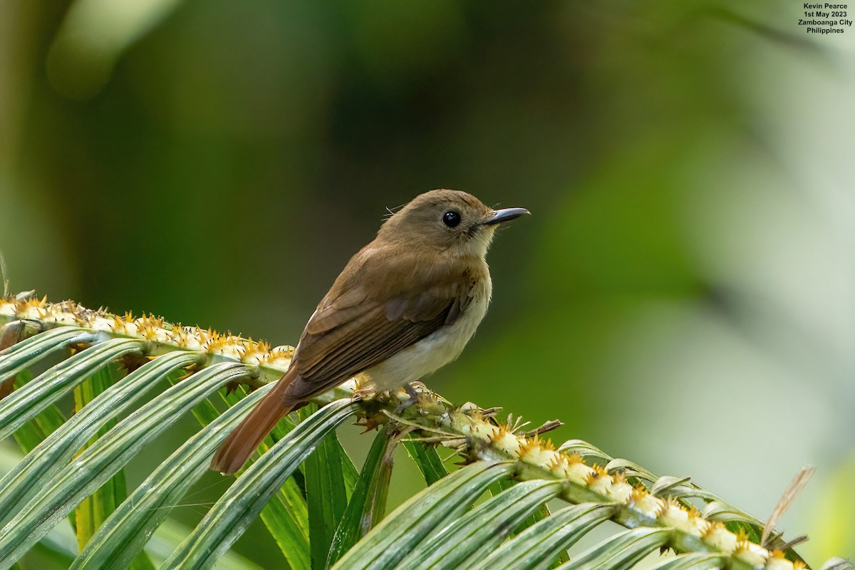 Chestnut-tailed Jungle Flycatcher - ML565842301