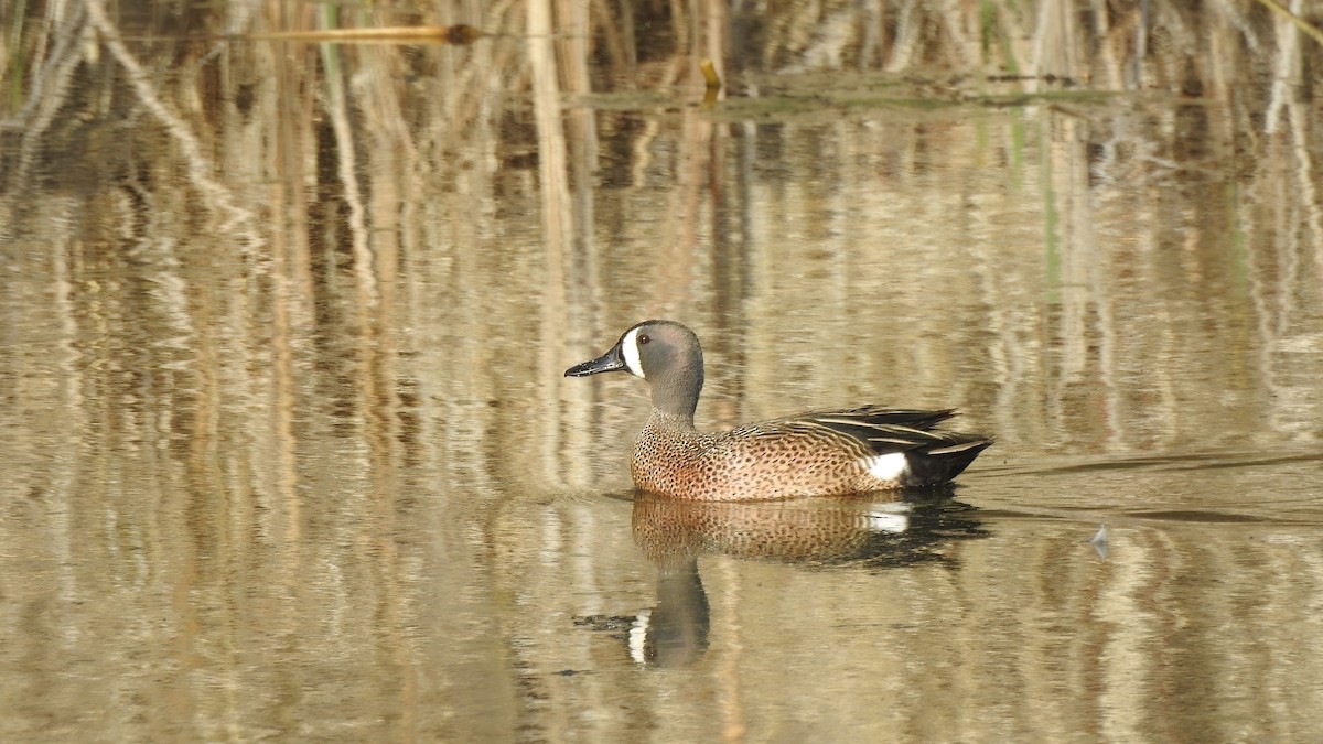 Blue-winged Teal - ML565843091