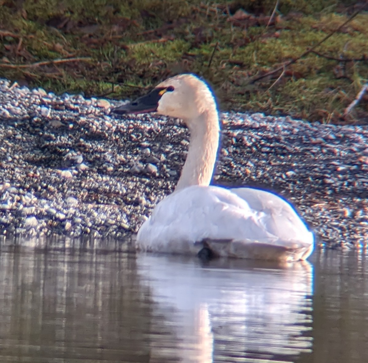 Tundra Swan (Whistling) - ML565844831