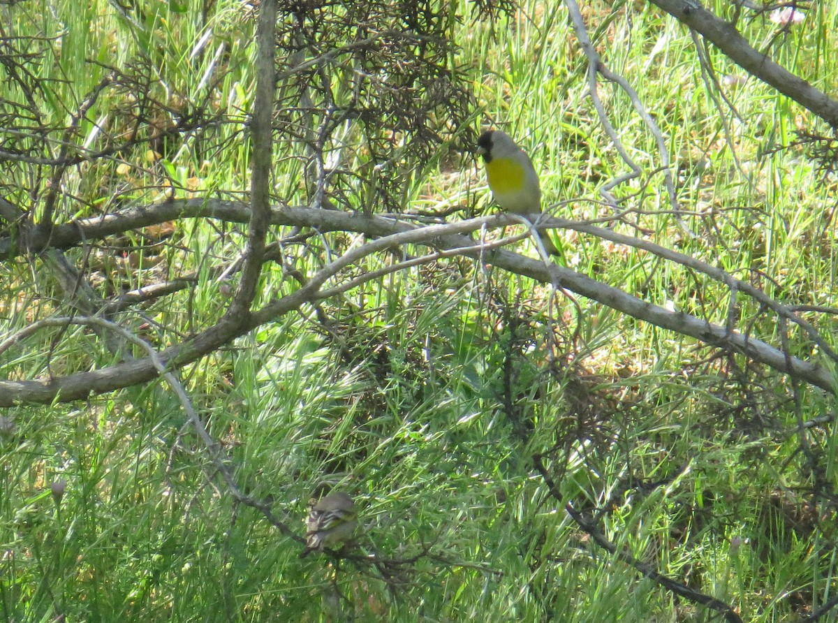 Lawrence's Goldfinch - ML565849941