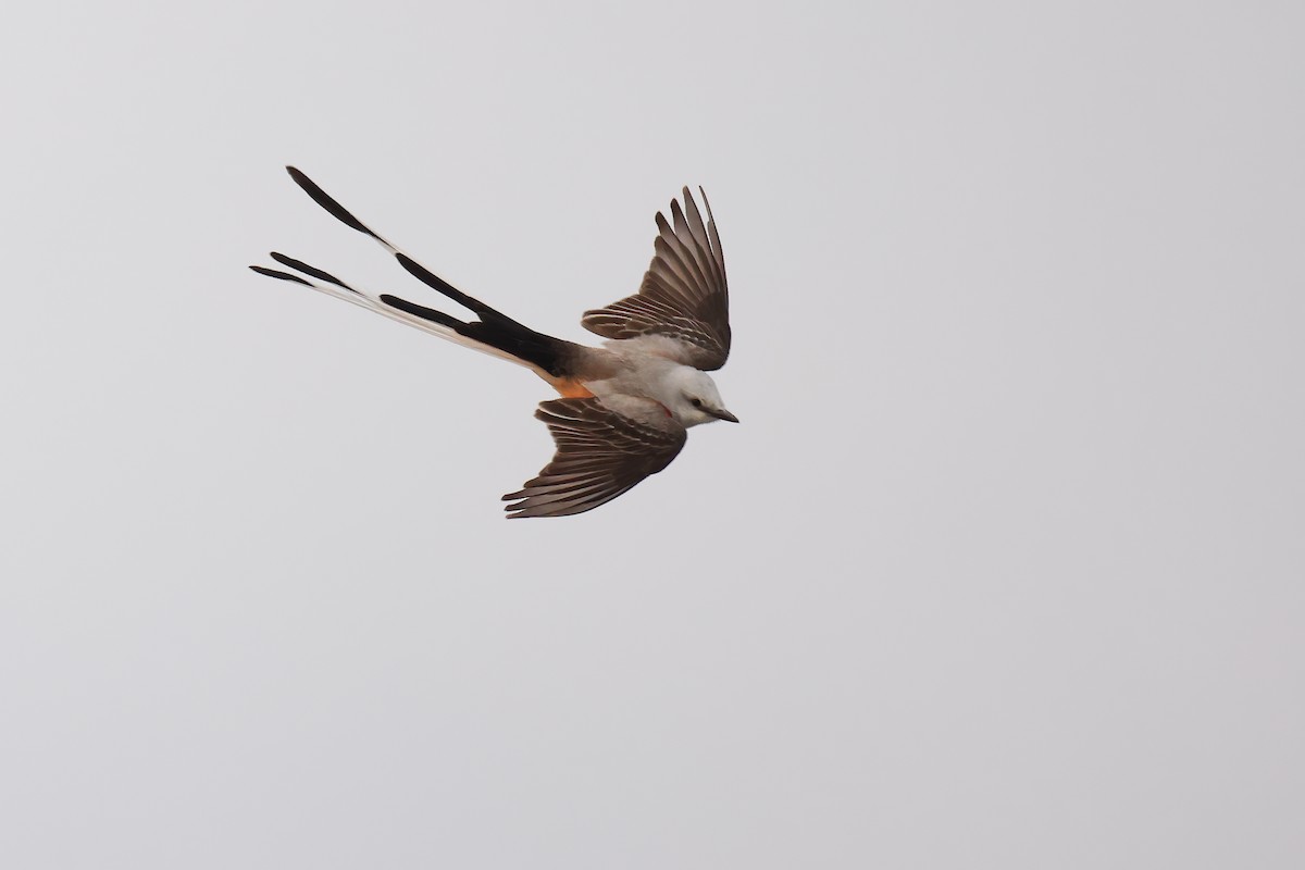 Scissor-tailed Flycatcher - Liam Hutcheson