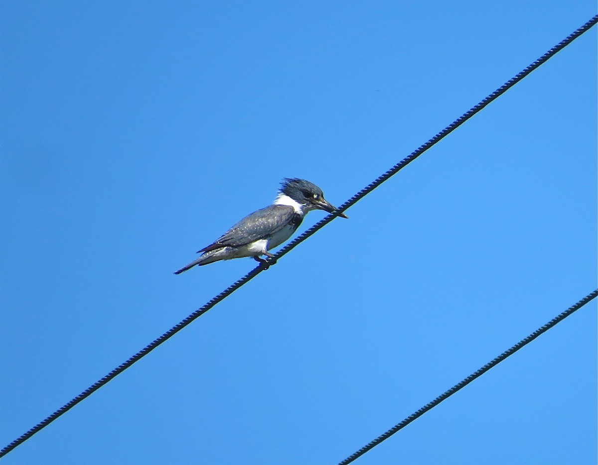 Belted Kingfisher - Adam Dudley