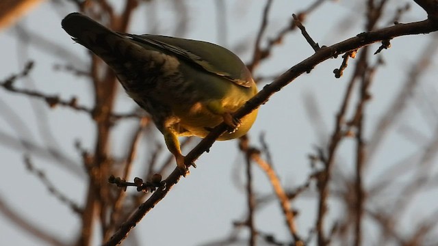 Yellow-footed Green-Pigeon - ML565856161