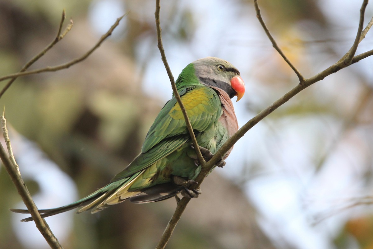 Red-breasted Parakeet - Robert Gowan