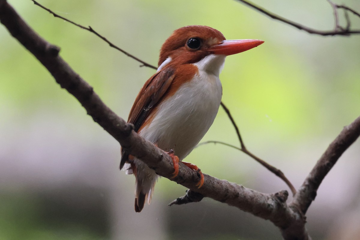 Madagascar Pygmy Kingfisher - ML565864641