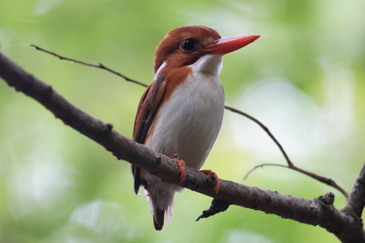 Madagascar Pygmy Kingfisher - ML565864671