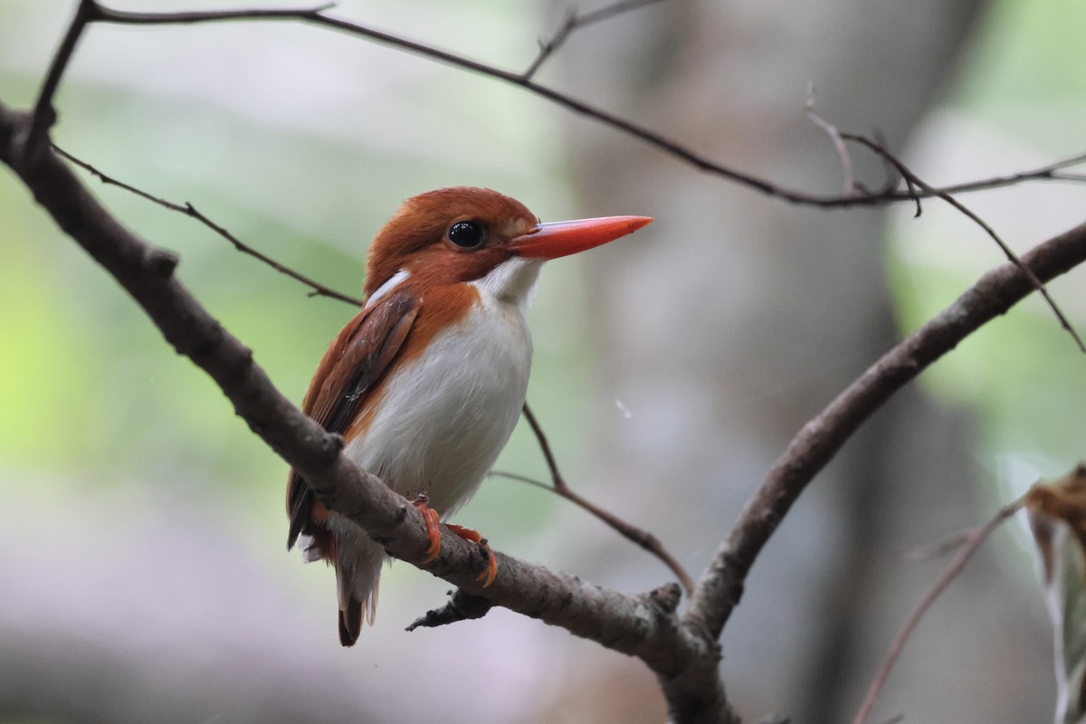 Madagascar Pygmy Kingfisher - ML565864681