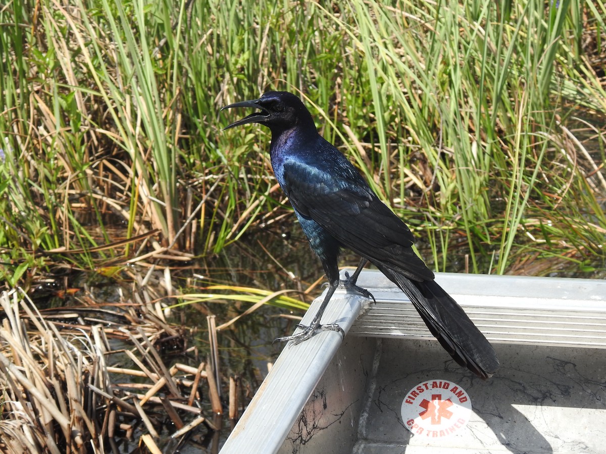 Boat-tailed Grackle - ML565865431