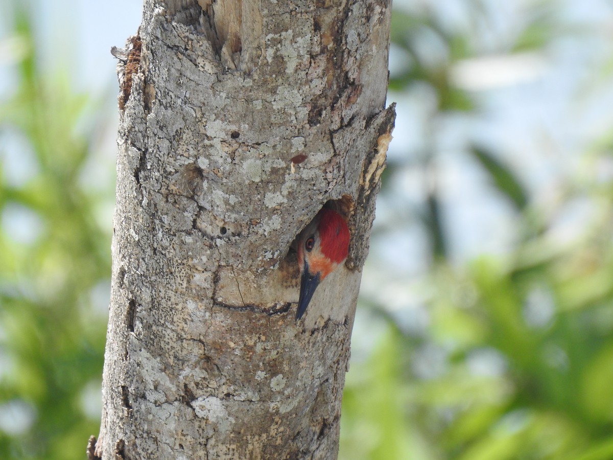 Red-bellied Woodpecker - ML565865681