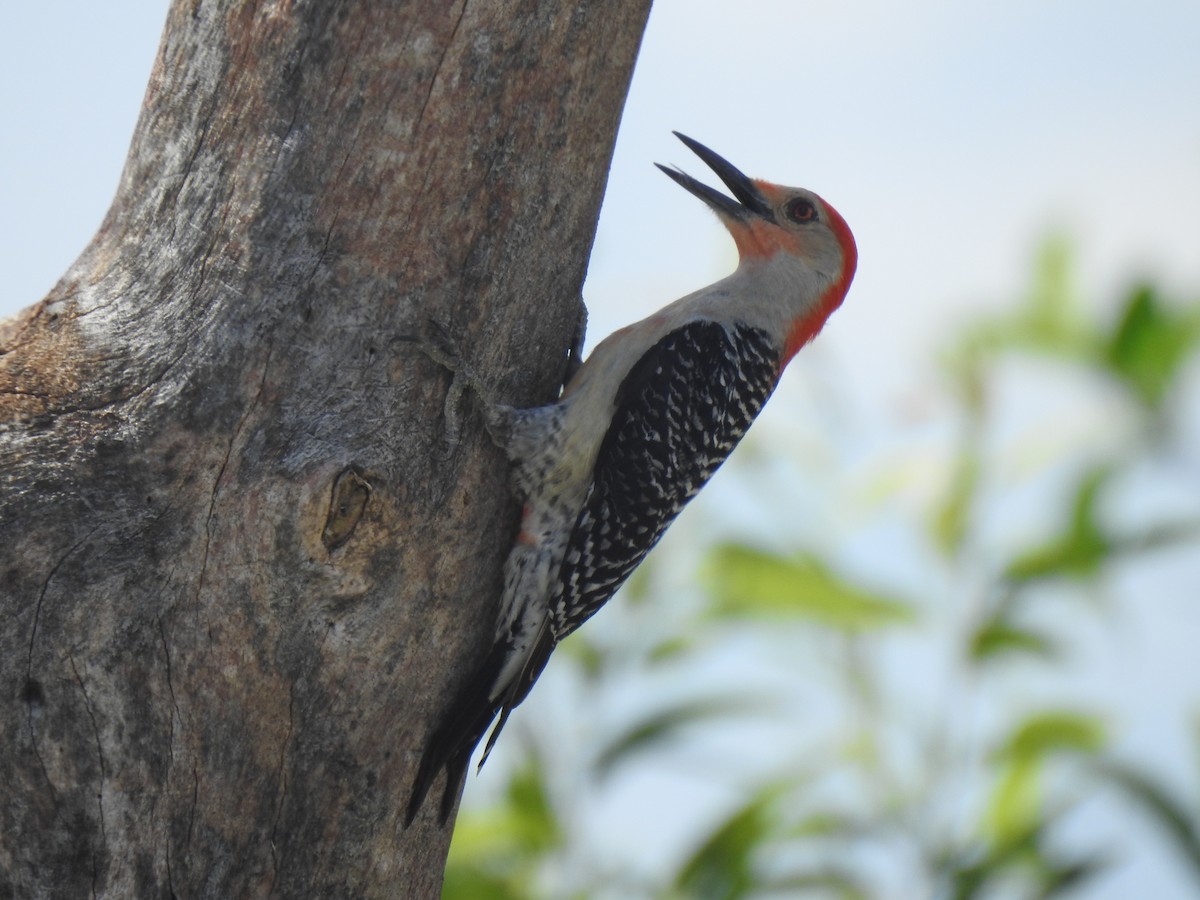 Red-bellied Woodpecker - ML565865831