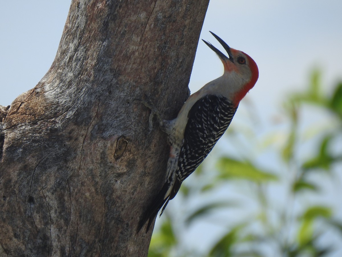 Red-bellied Woodpecker - ML565865901