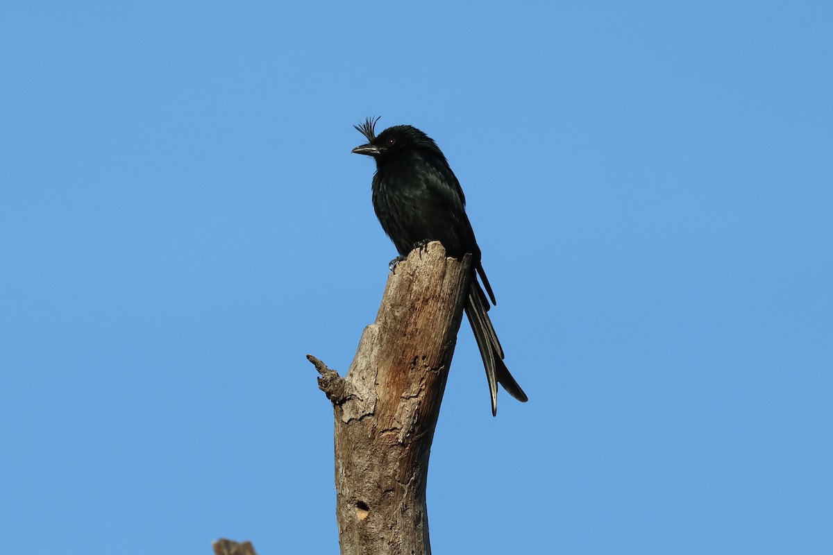 Crested Drongo - ML565866161