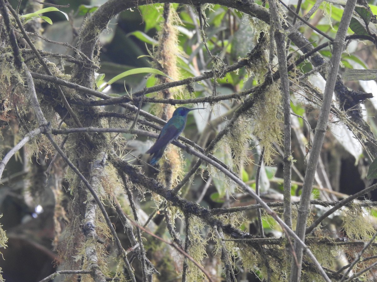 kolibřík modrouchý - ML565871261