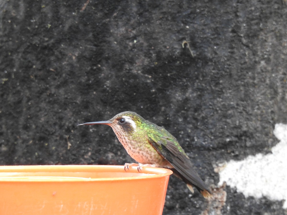 Speckled Hummingbird - ML565871841