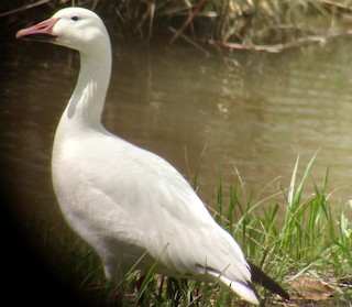 Snow Goose, ML56587621