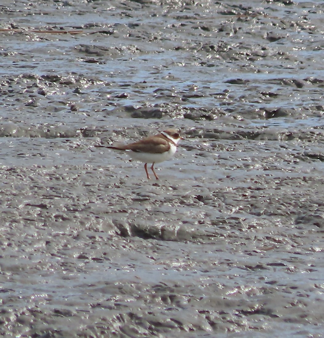 Semipalmated Plover - ML565877571