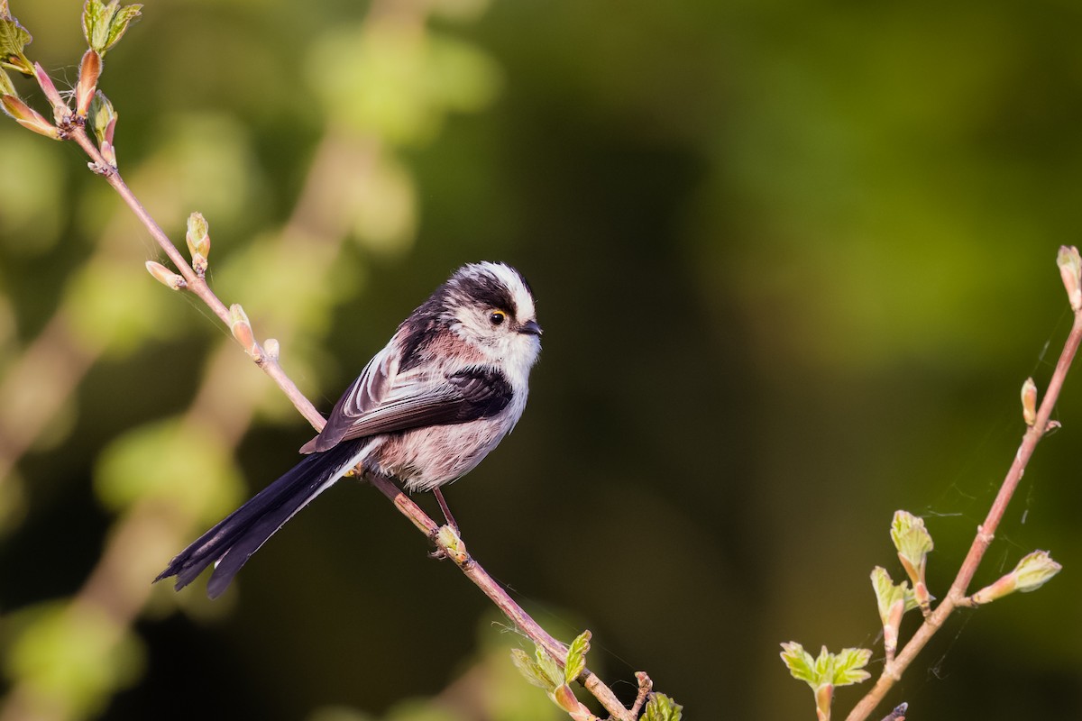 Long-tailed Tit - Tim Emmerzaal