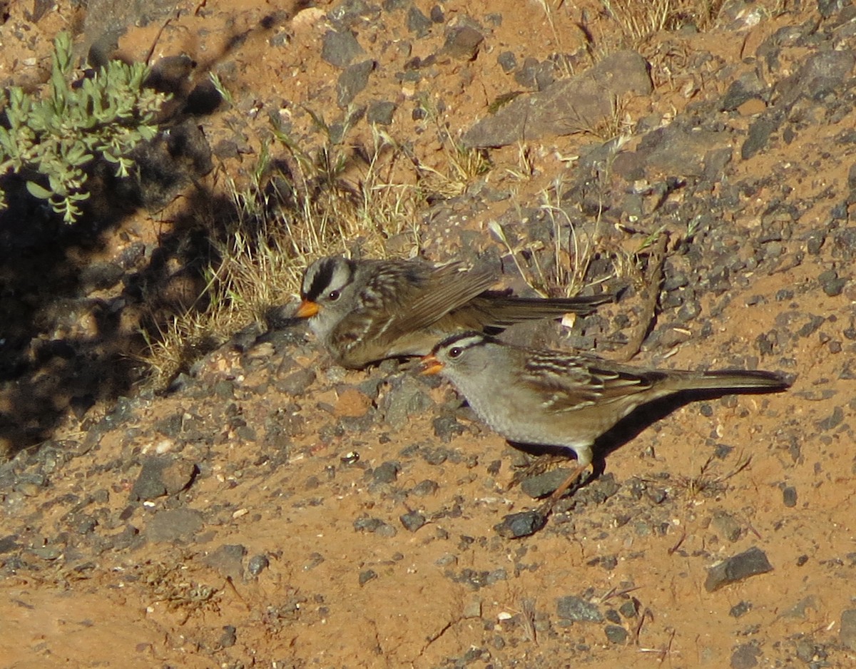 White-crowned Sparrow (Gambel's) - ML56588511