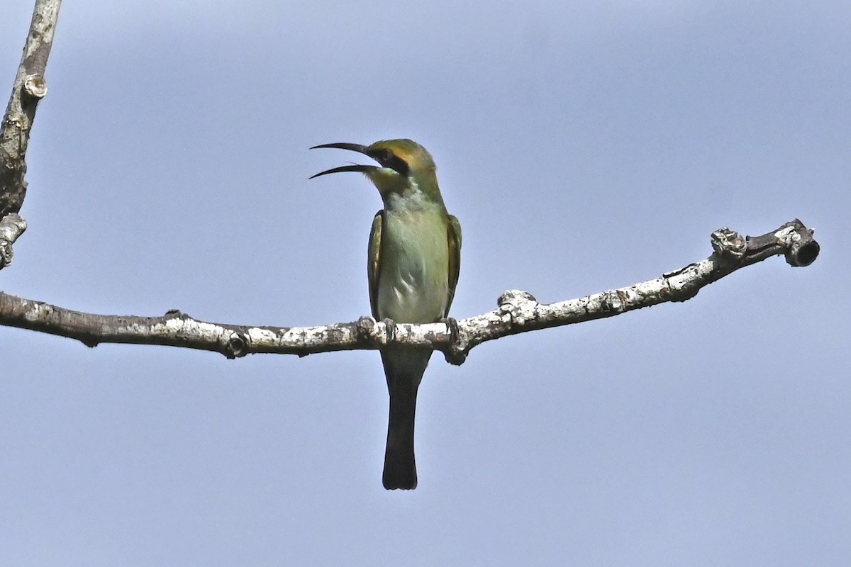 Blue-tailed Bee-eater - ML565886171