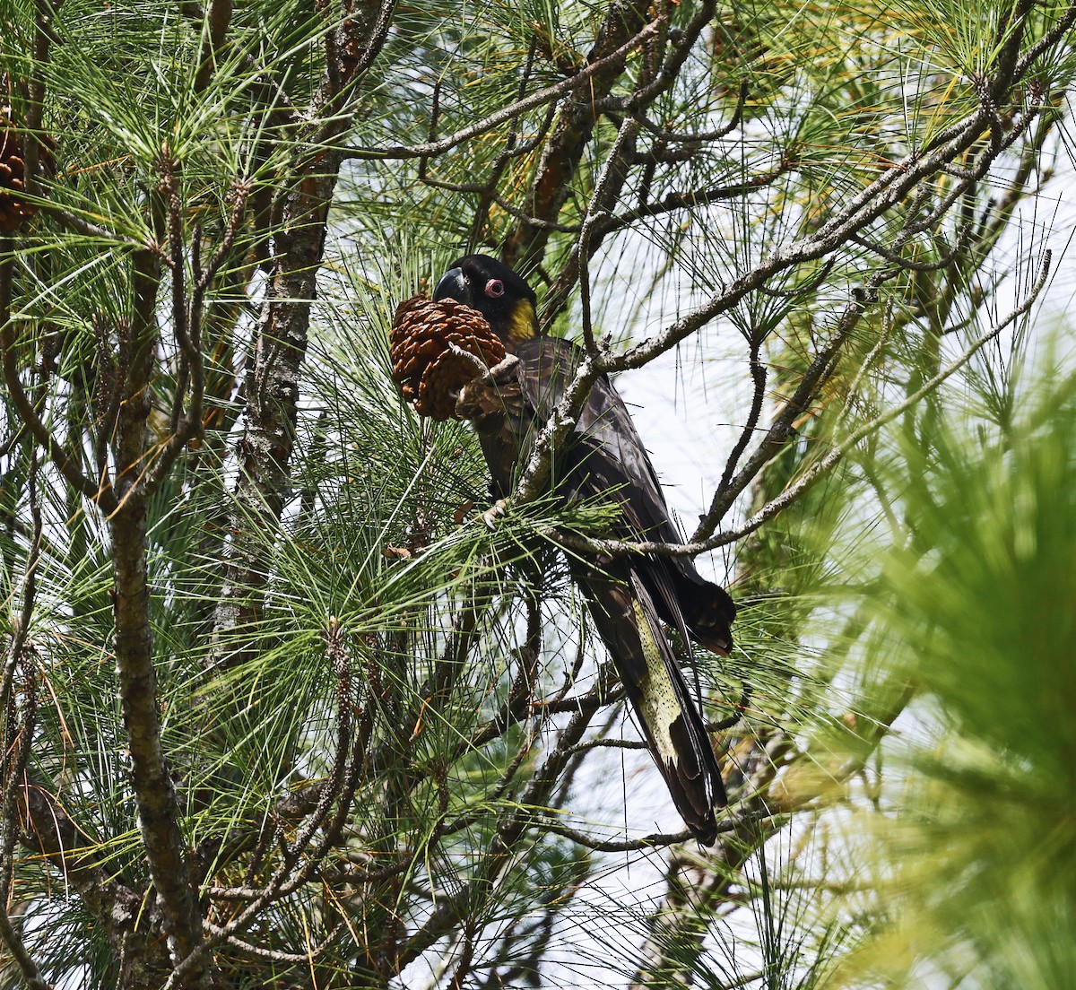 Yellow-tailed Black-Cockatoo - ML565889471