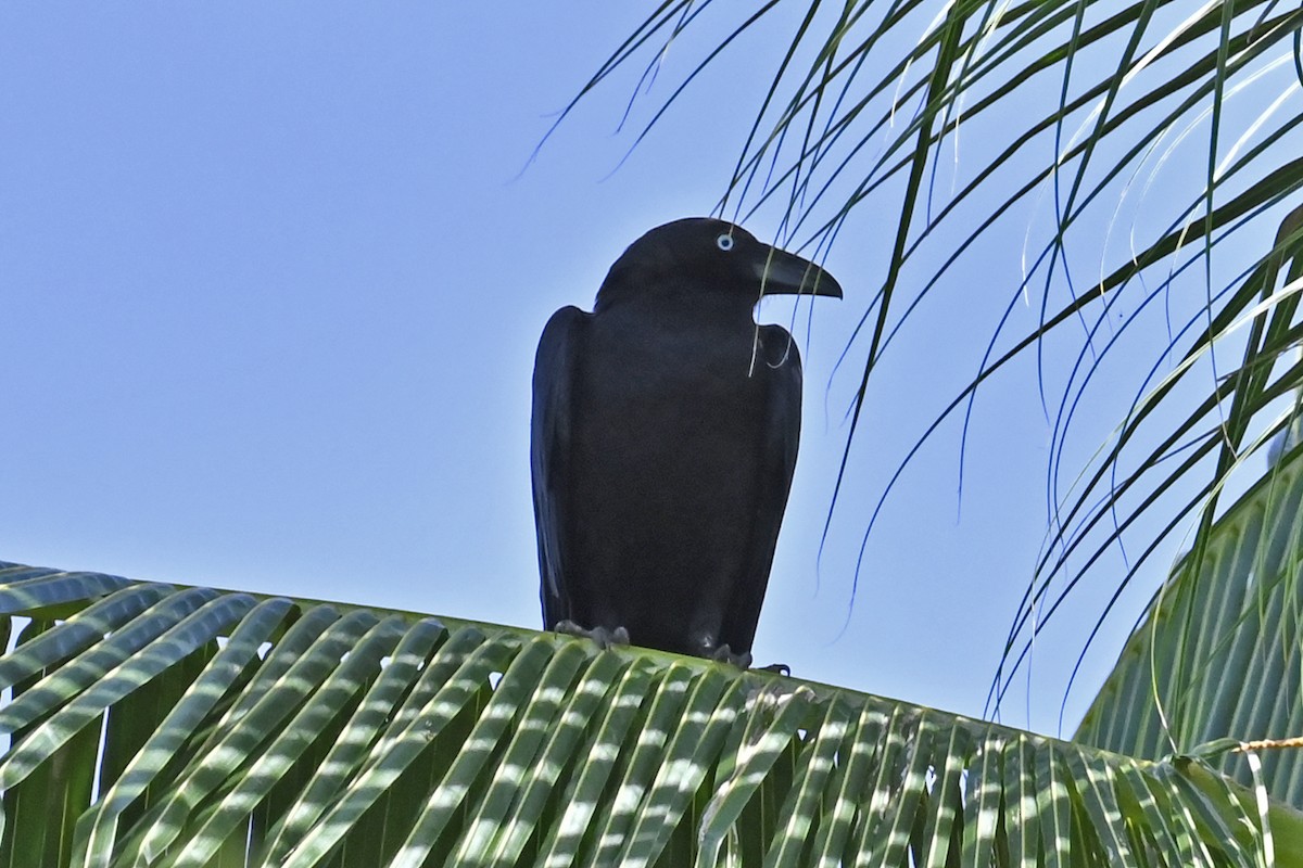 Torresian Crow - Gerd Schön
