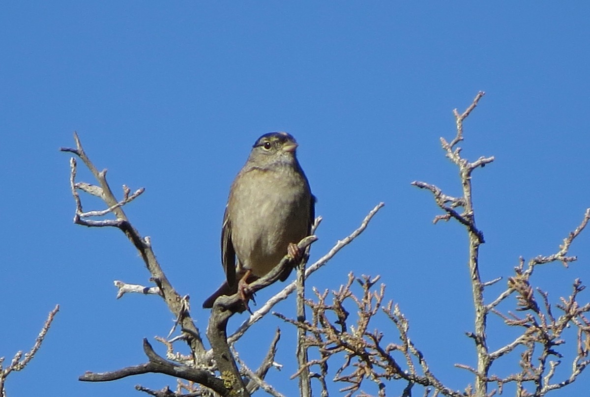 Golden-crowned Sparrow - ML56589101