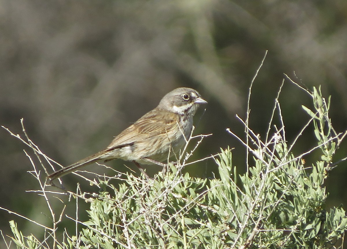 Bell's Sparrow - ML56589191