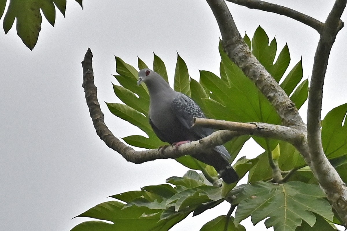 Pinon's Imperial-Pigeon - ML565895141
