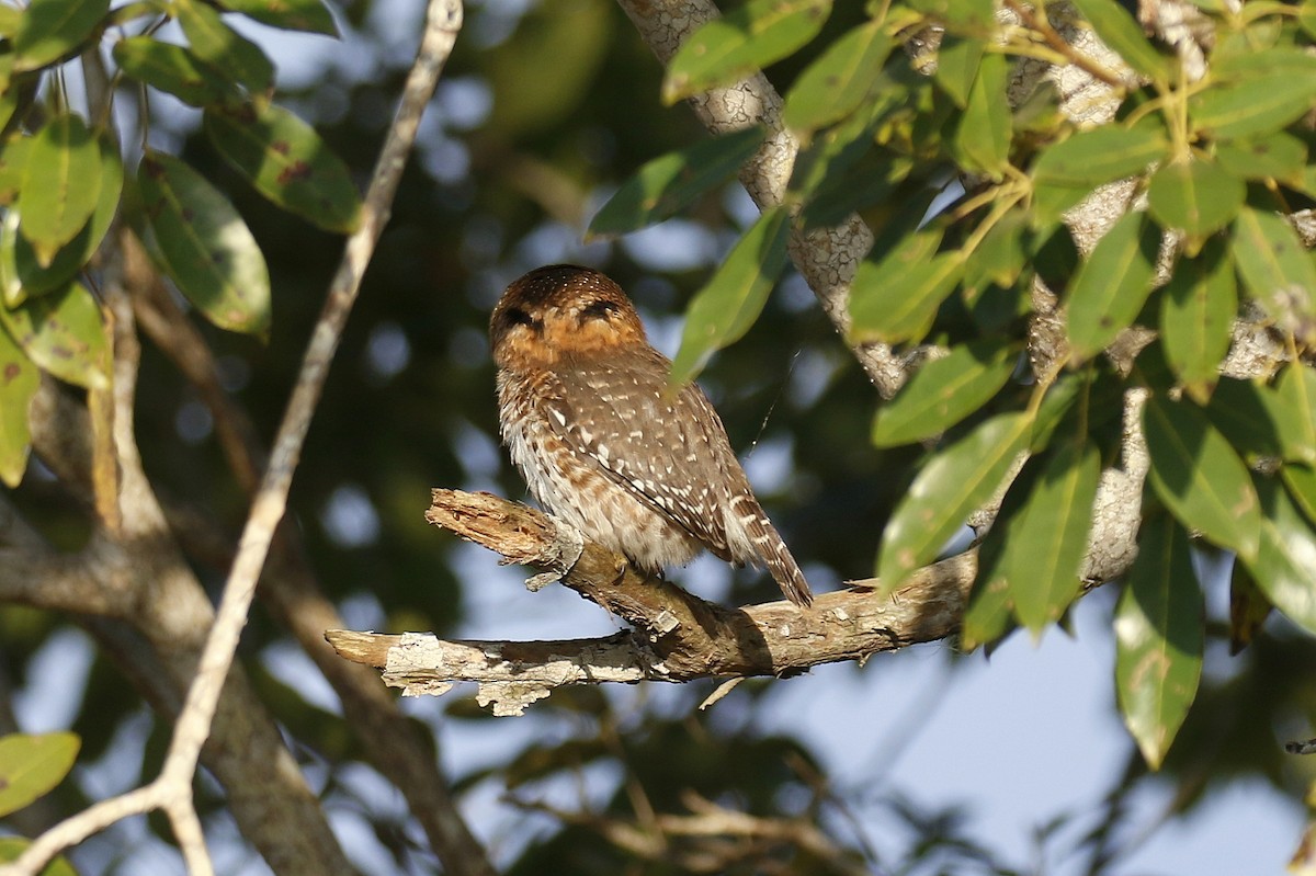 Cuban Pygmy-Owl - ML565897301