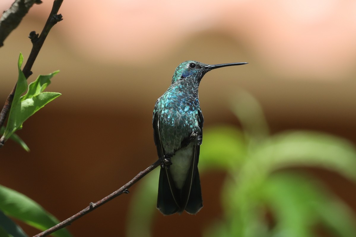 kolibřík ametystouchý - ML565899021