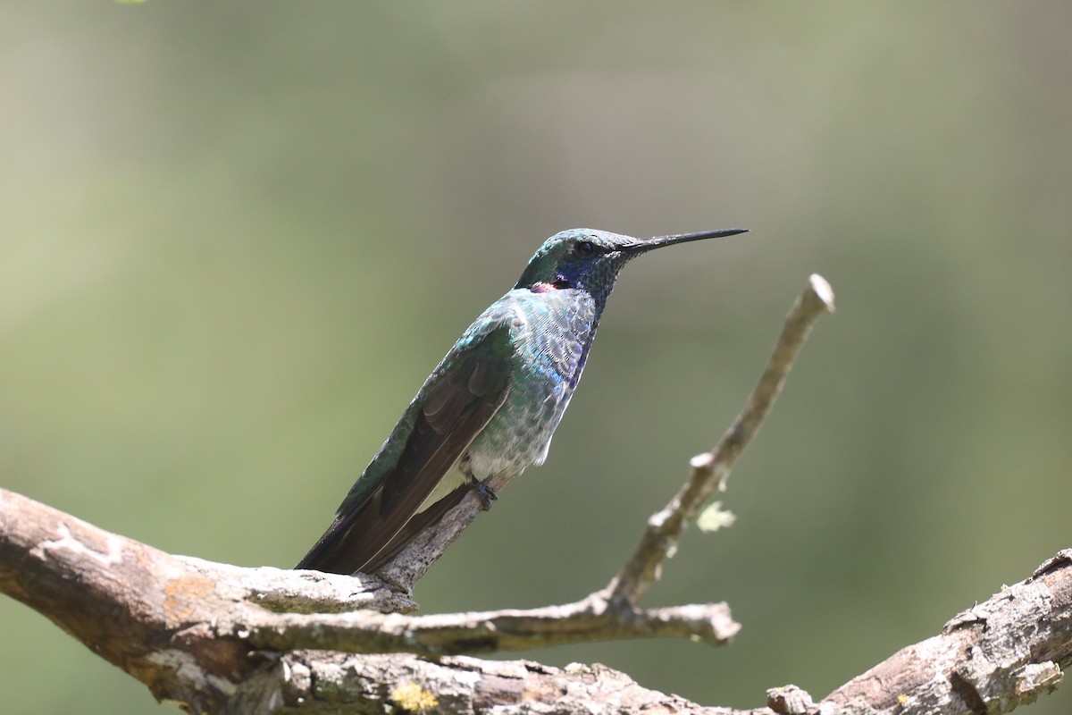 kolibřík ametystouchý - ML565899041
