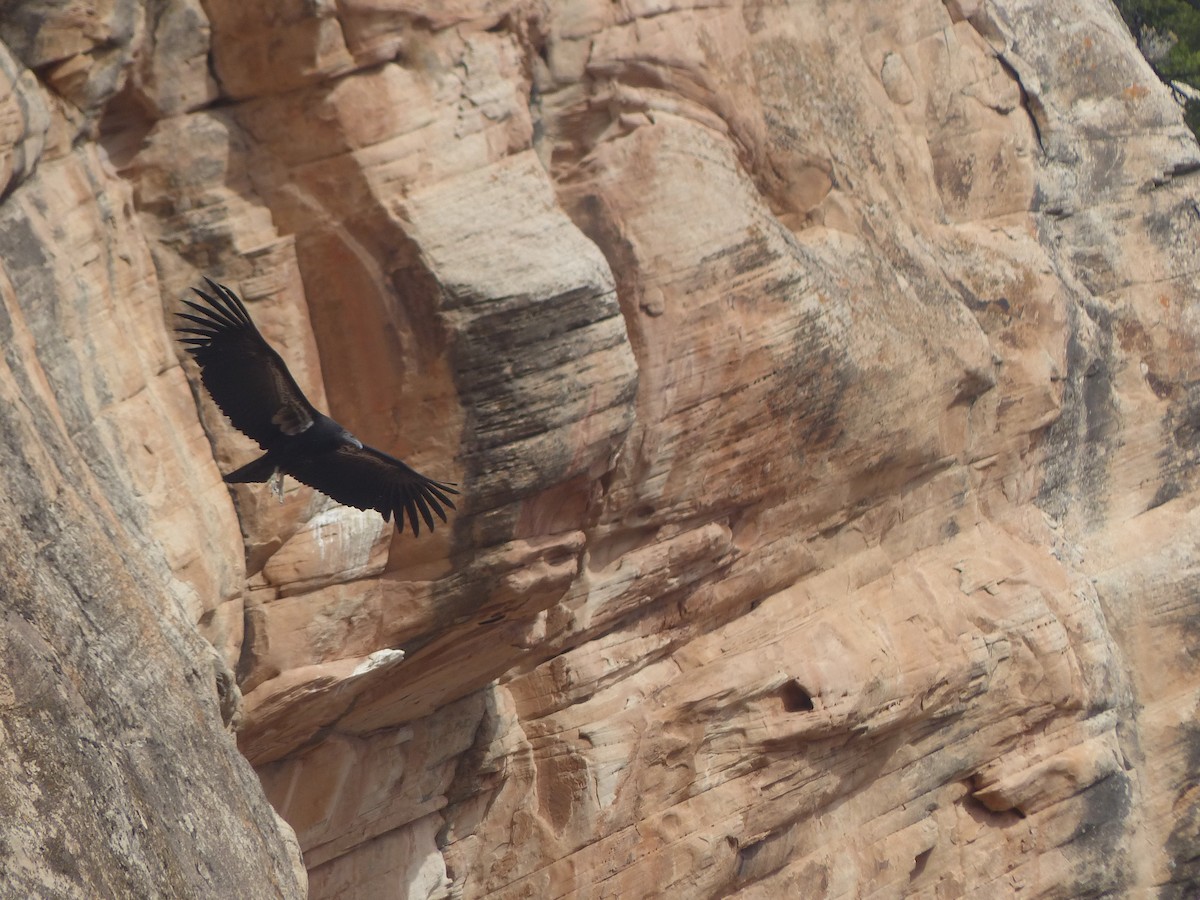 California Condor - Jim Guion