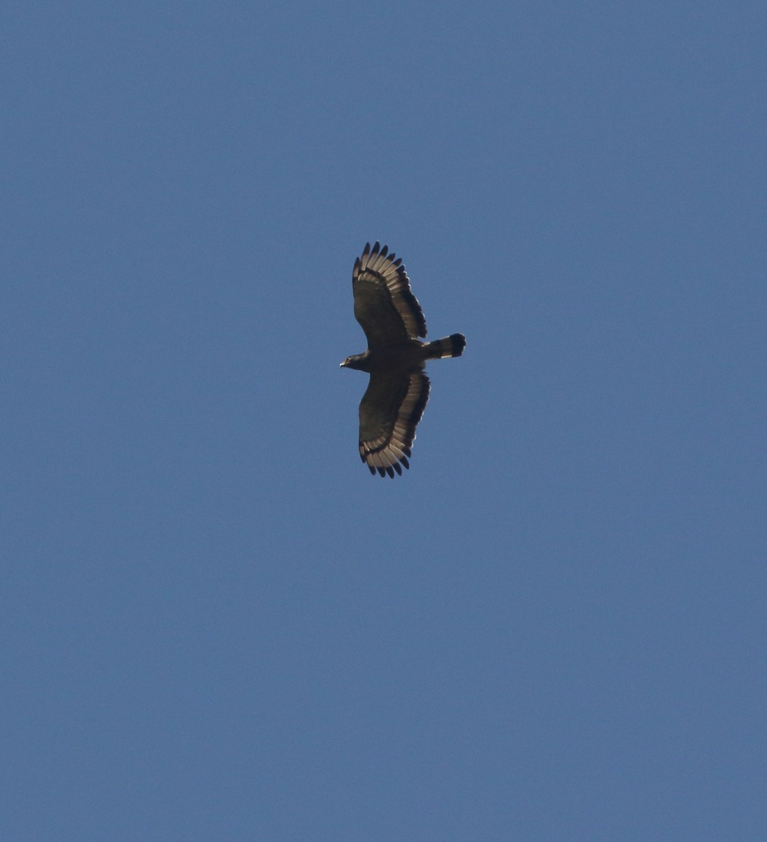 Crested Serpent-Eagle - ML565901231