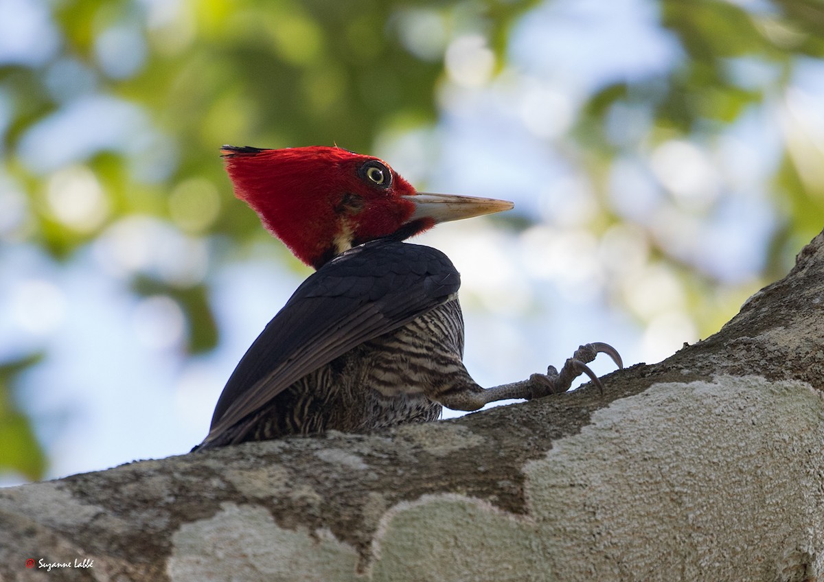 Pale-billed Woodpecker - Suzanne Labbé