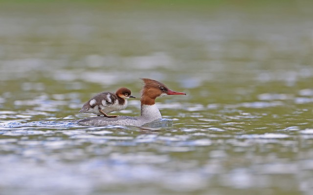 カワアイサ - eBird