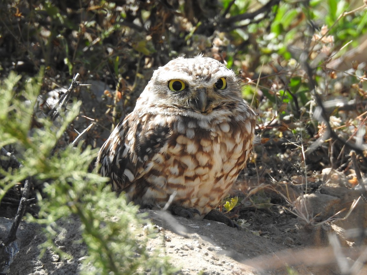 Burrowing Owl - ML565907501