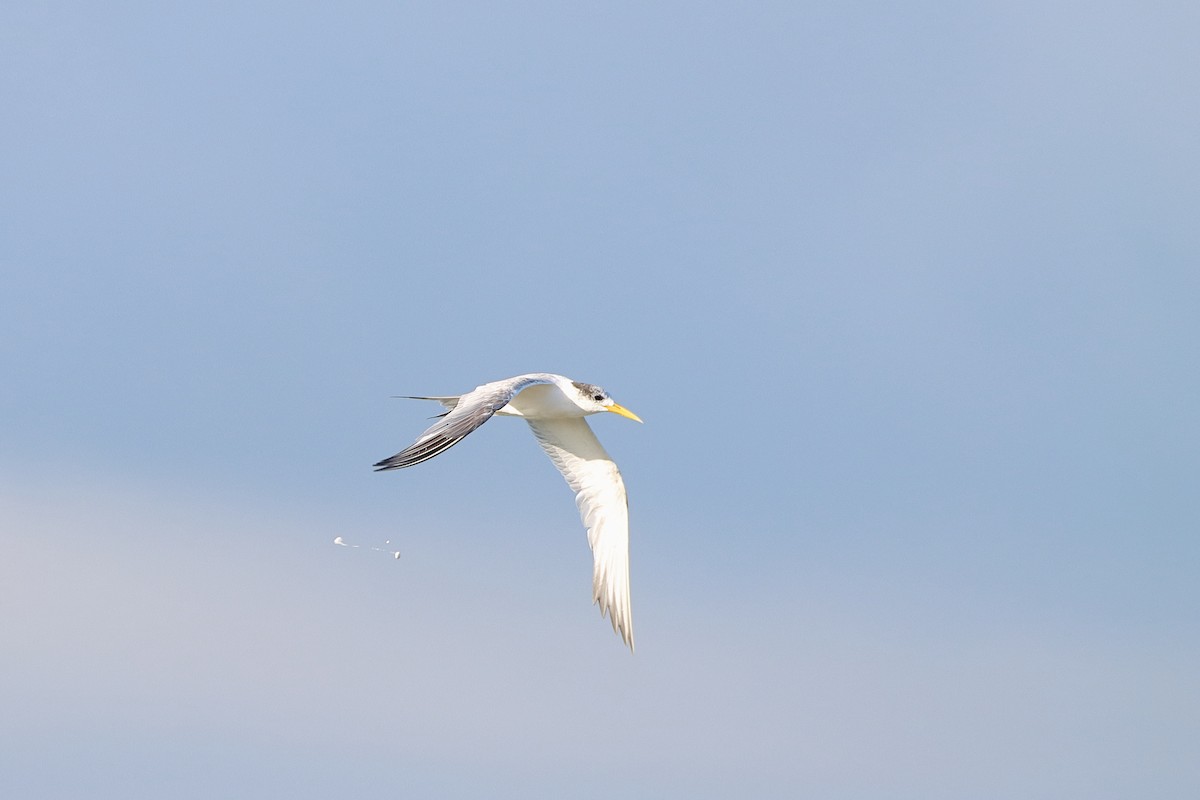 Great Crested Tern - ML565908471