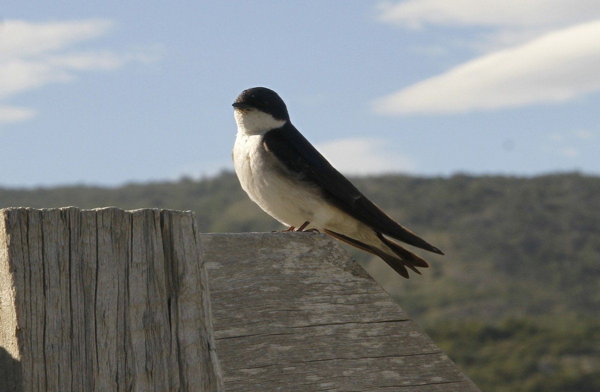 Chilean Swallow - ML565911701