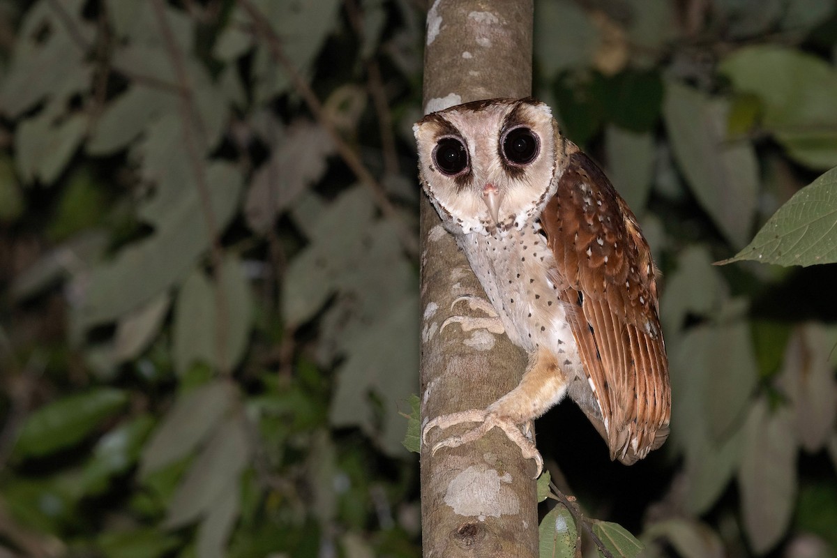 Oriental Bay-Owl - Chris Venetz | Ornis Birding Expeditions
