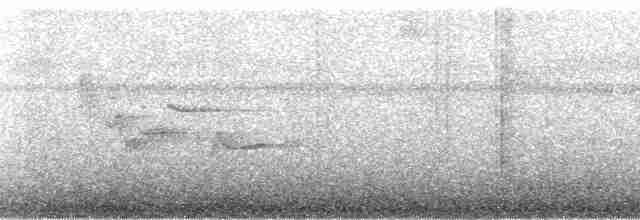 Дрізд-короткодзьоб чорноголовий - ML56592