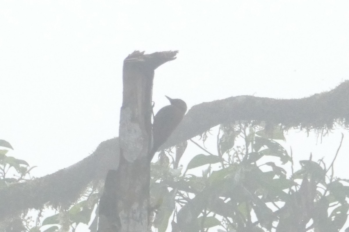 Smoky-brown Woodpecker - ML56592071